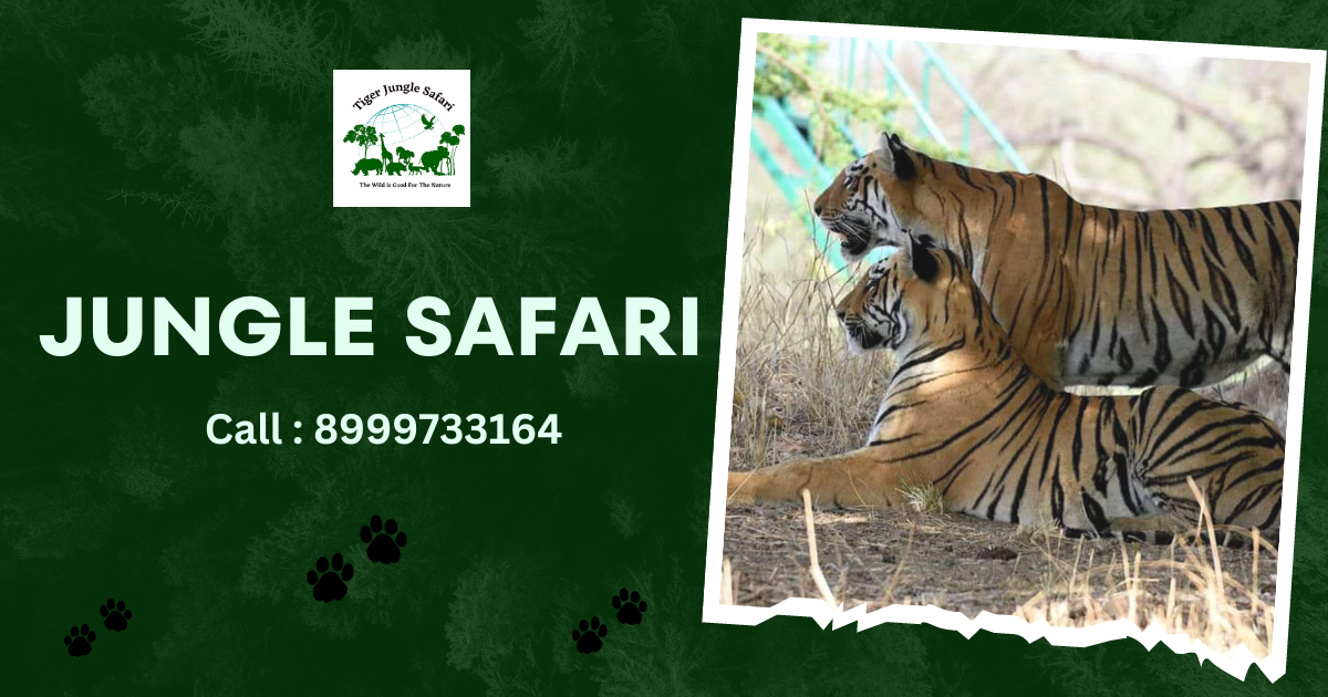 Tadoba Jungle safari