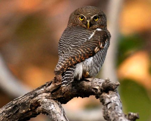 Pench Tiger Reserve