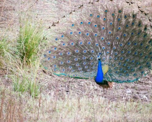Nawegaon - Nagzira - Jungle Safari