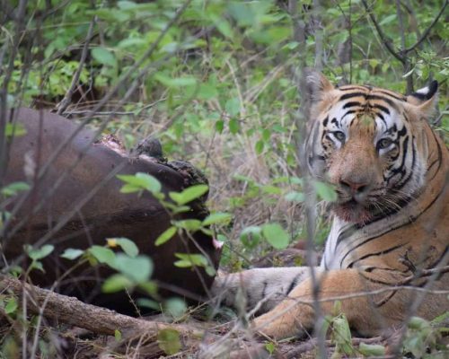 Satpura Tiger Reserve - Jungle Safari