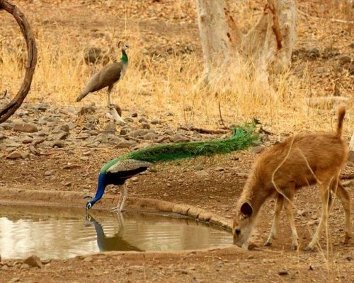 Umred - Kharandala Jungle safari