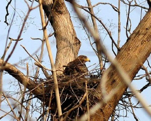 Panna National Park