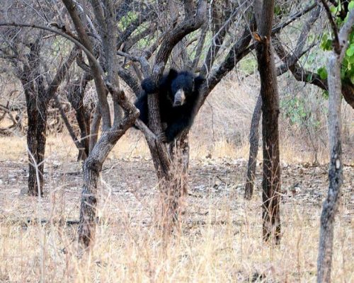 Bor Sanctuary- Jungle Safari