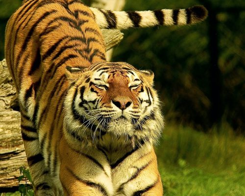 Bandhavgargh Tiger Reserve